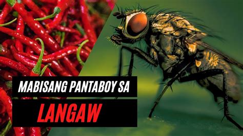 ano ang pang patay sa langaw|3 Natural Na Paraan Pangtaboy Sa Langaw .